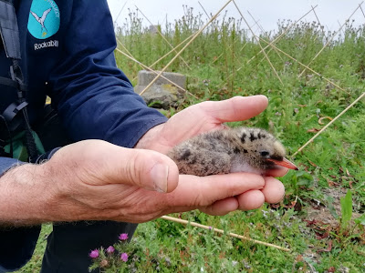 Arctic Tern Chick